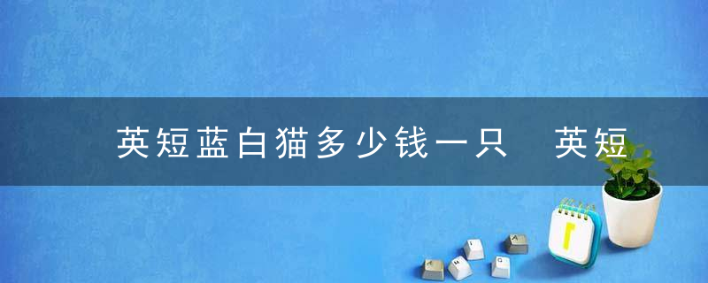 英短蓝白猫多少钱一只 英短猫价钱蓝白